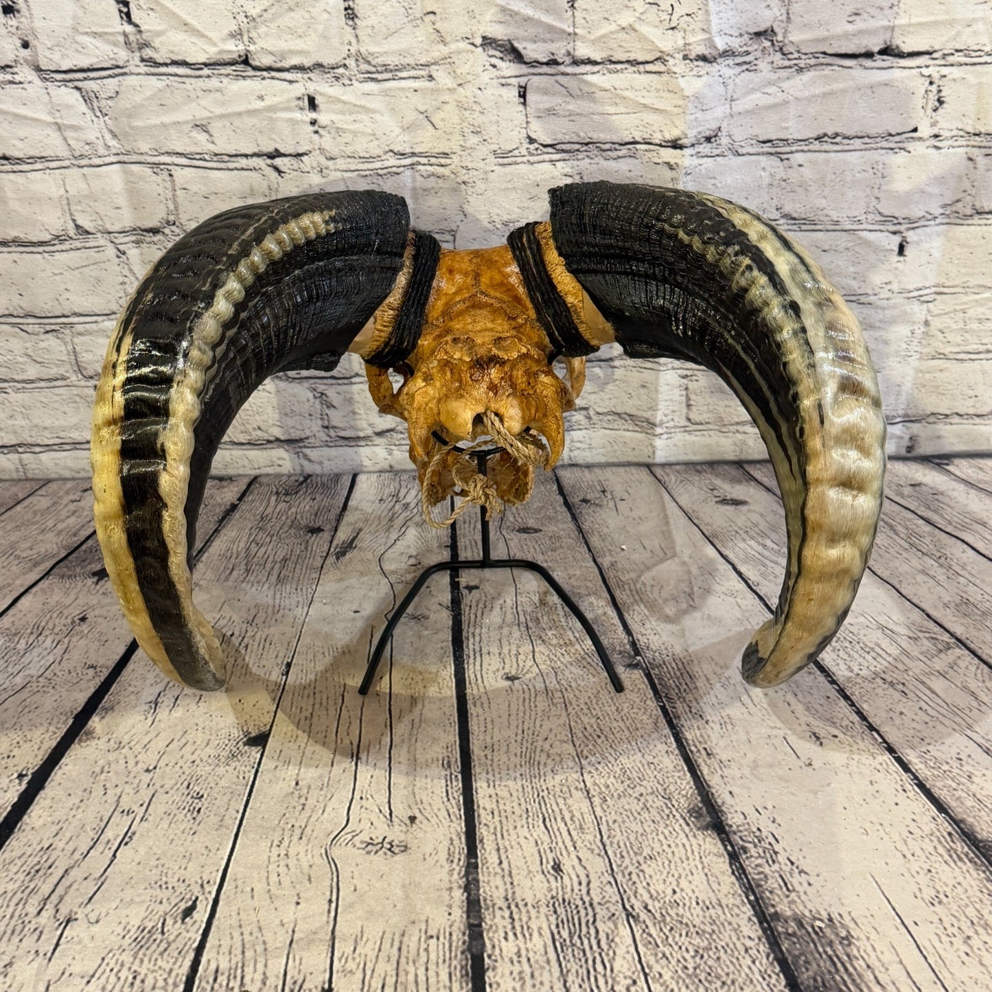 30cm Carved Buffalo Ram Wild Skulls Wall Hanging Carved With Stand Design 49
