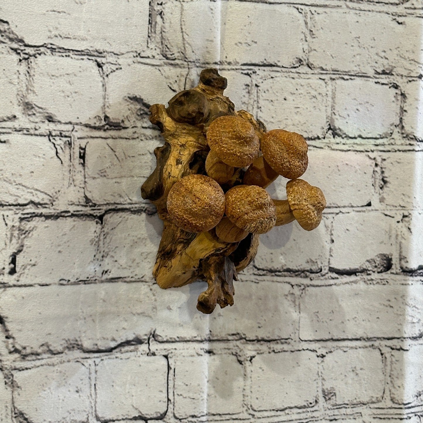 Dimple Mushrooms Wall Art Mushroom Parasite Wood Ornament Natural Carving Wooden