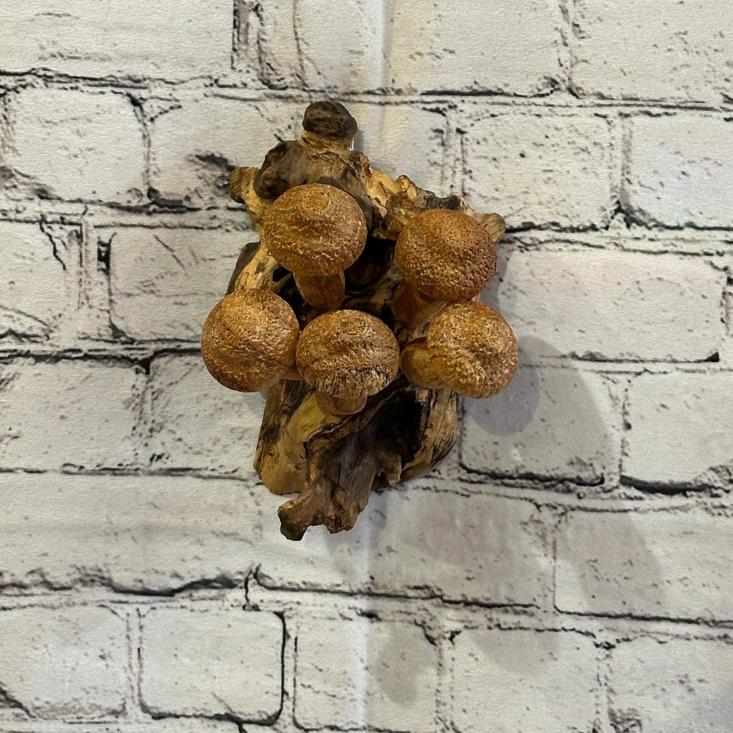Dimple Mushrooms Wall Art Mushroom Parasite Wood Ornament Natural Carving Wooden