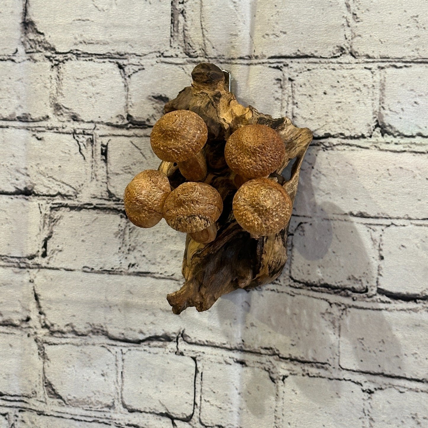Dimple Mushrooms Wall Art Mushroom Parasite Wood Ornament Natural Carving Wooden