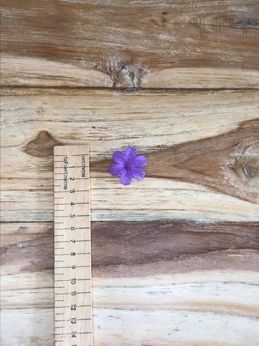 10 Large Purple six petal daisy lucite bead