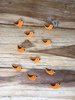 10 Orange Bird Wooden Buttons with Wooden Shank Backs