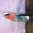 30cm Red Bright Parrot Bird Wood
