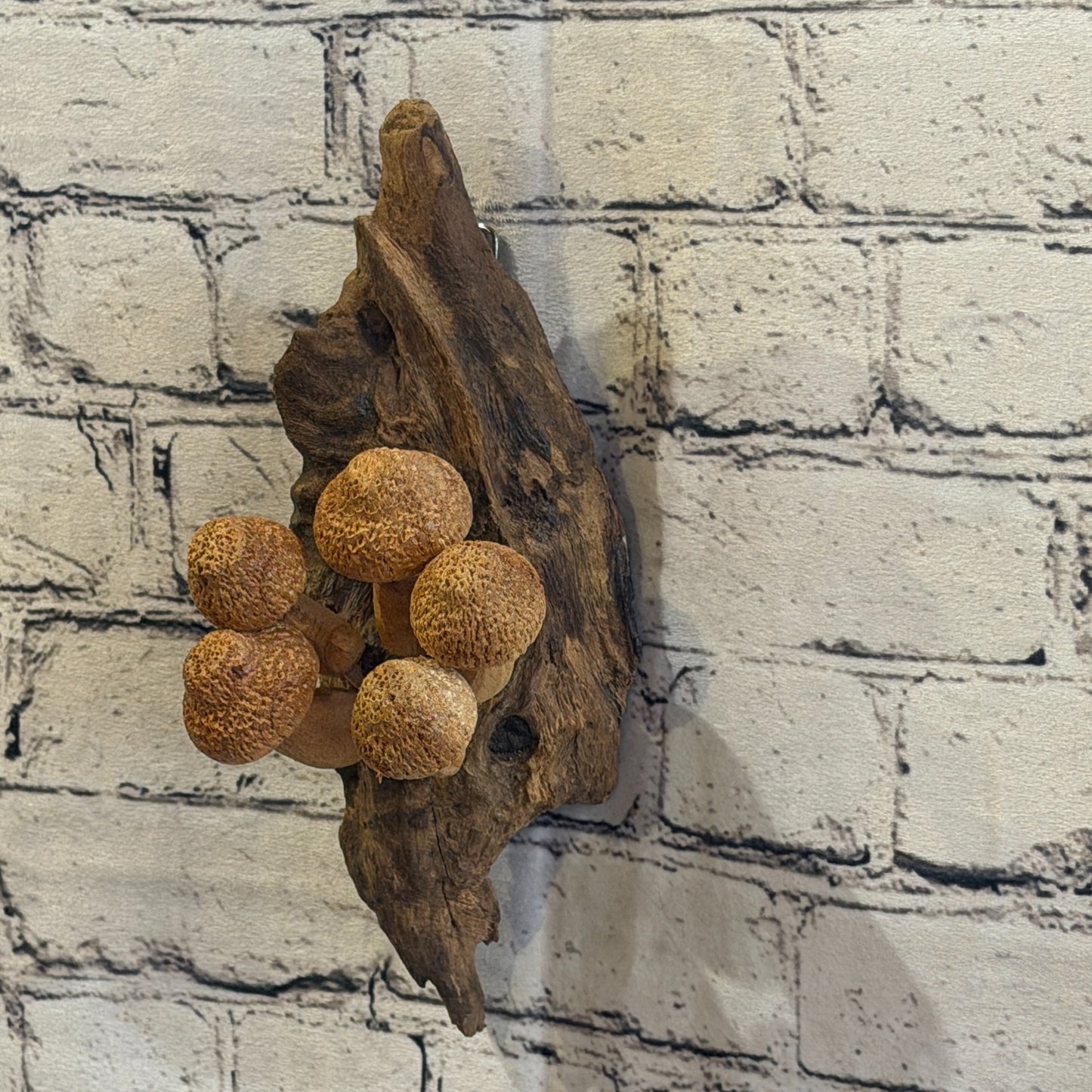 20cm Dimple Top Wall Art Mushroom Parasite Wood Ornament Natural Carving Wooden1