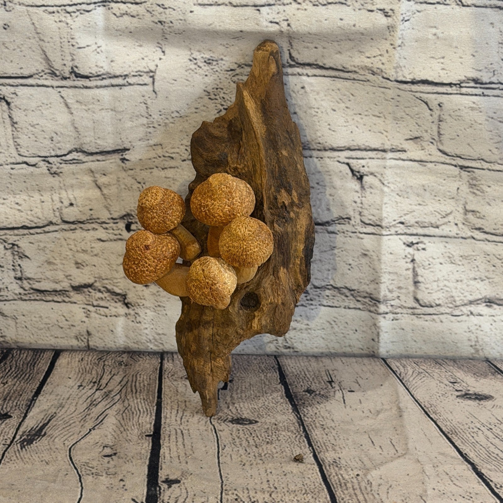 20cm Dimple Top Wall Art Mushroom Parasite Wood Ornament Natural Carving Wooden5