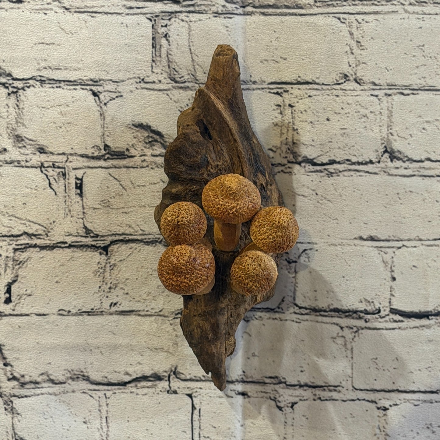 20cm Dimple Top Wall Art Mushroom Parasite Wood Ornament Natural Carving Wooden2