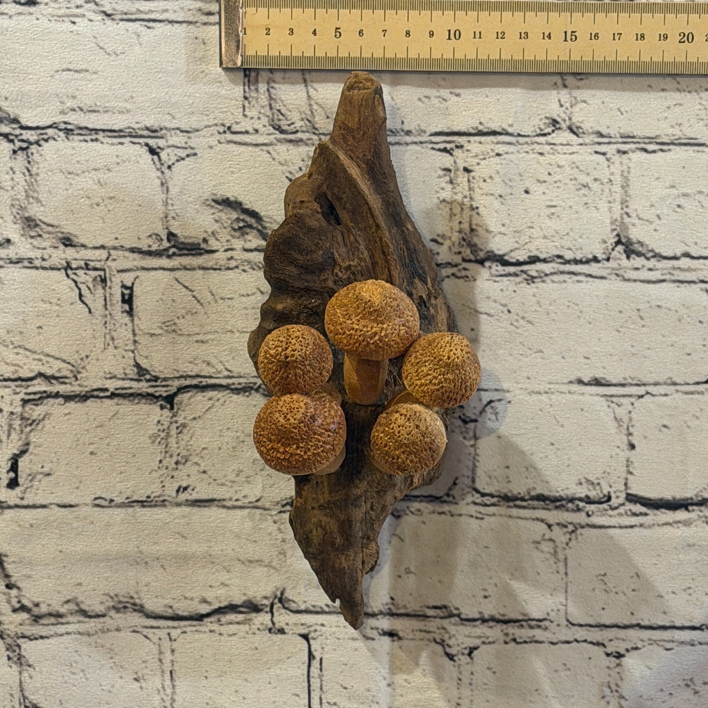 20cm Dimple Top Wall Art Mushroom Parasite Wood Ornament Natural Carving Wooden3