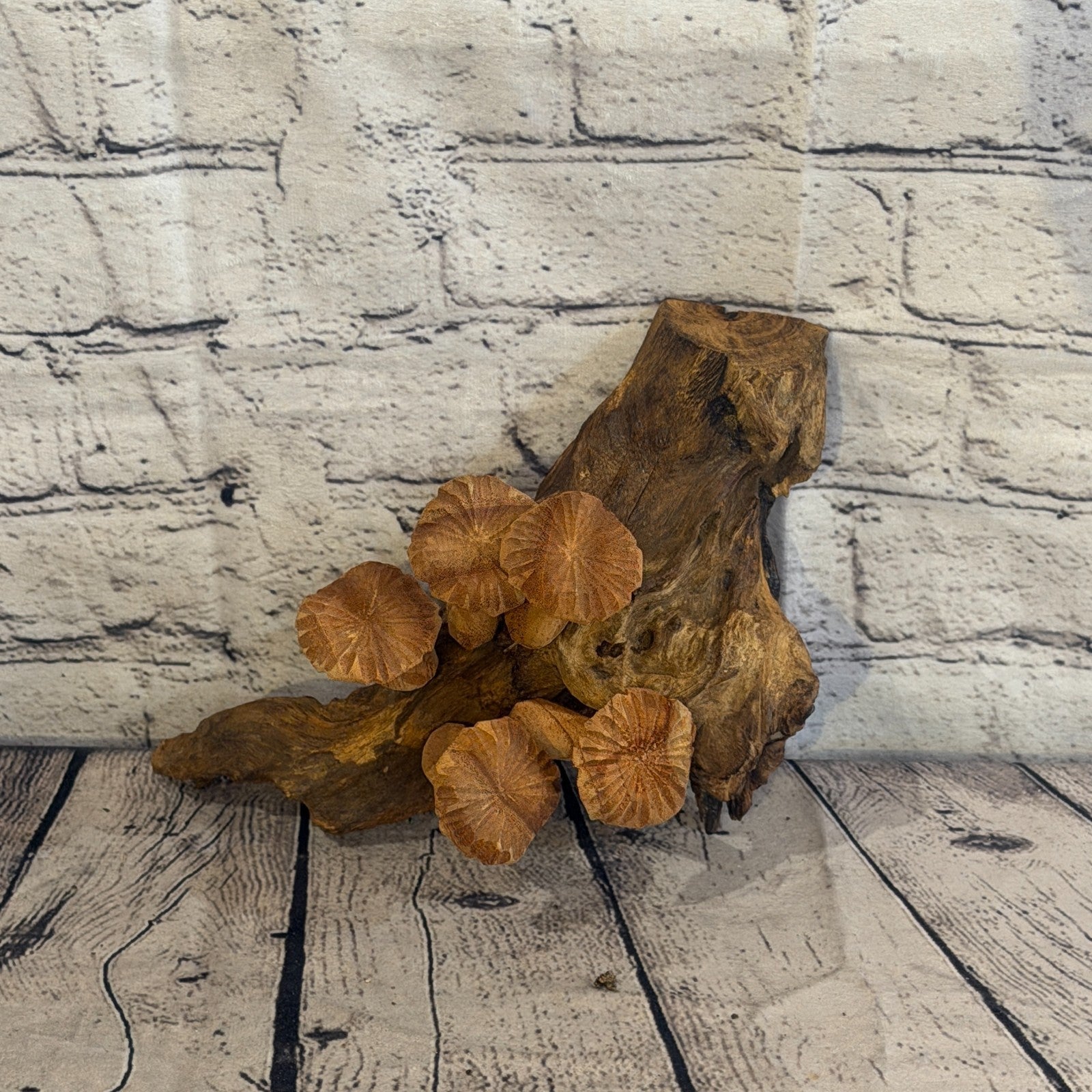 20cm Flat Top Wall Art Mushroom Parasite Wood Ornament Natural Carving Wooden7