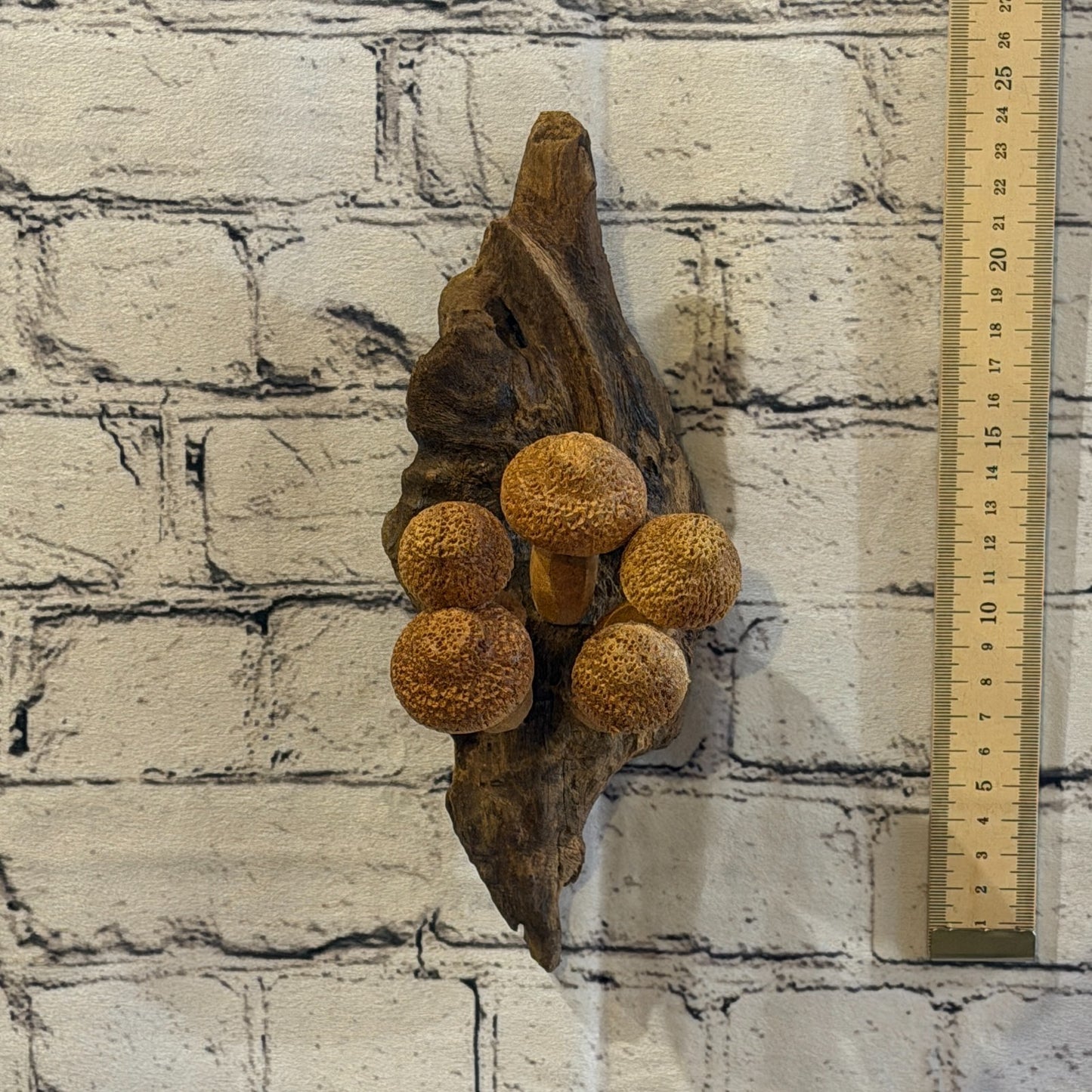 20cm Dimple Top Wall Art Mushroom Parasite Wood Ornament Natural Carving Wooden4